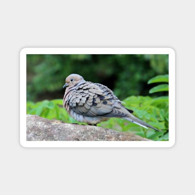 Turtle Dove Magnet by Cynthia48