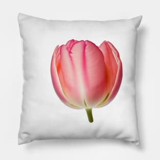 Pink Tulip flower art print Pillow