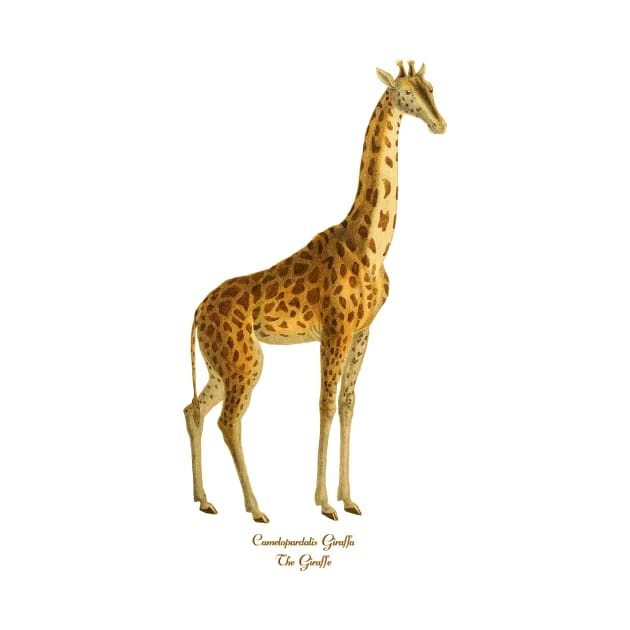 Giraffe by giddyaunt