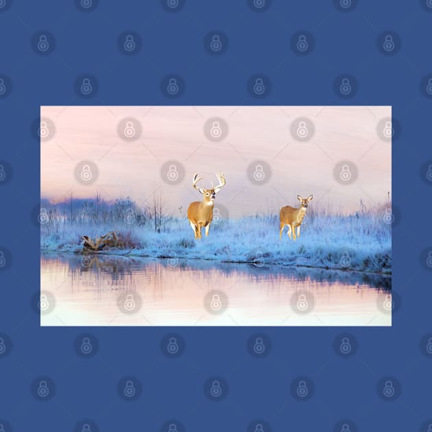 Deer at Winter Pond by lauradyoung