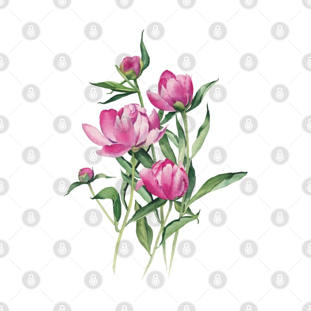 Watercolor peonies illustration by InnaPatiutko