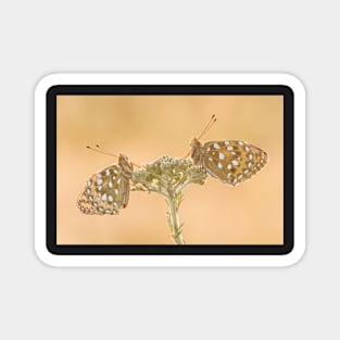 Two Dark Green Fritillaries on a Yarrow Plant Magnet