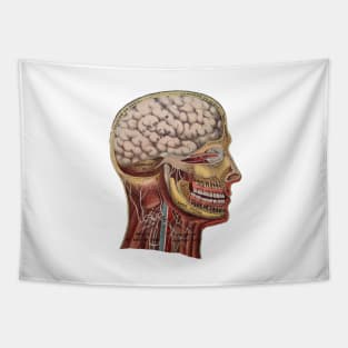 Vintage Human Head Anatomy Tapestry