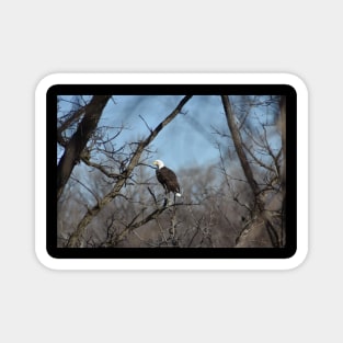 Bald Eagle Magnet