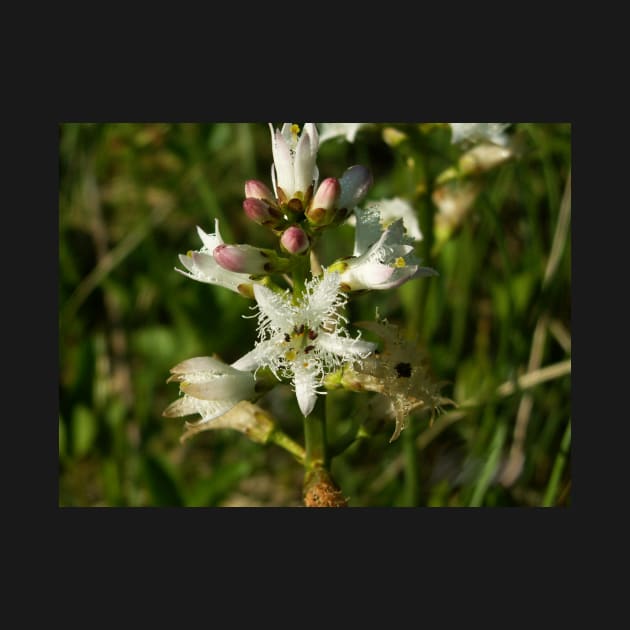 White flower by NatureFan