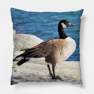 Canada Goose Standing On Some Rocks Next To A Lake Pillow