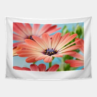 Osteospermum  Serenity Rose Magic= 'Balseroma'  Serenity series Tapestry