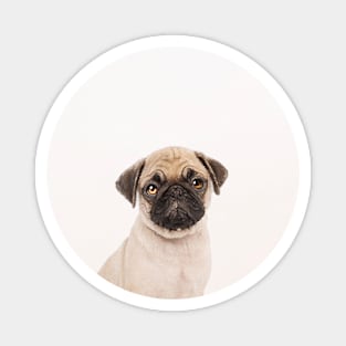 Puggly the Pug Dog Magnet