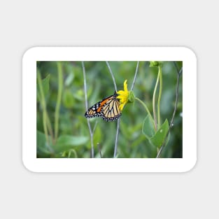 Monarch Butterfly Magnet