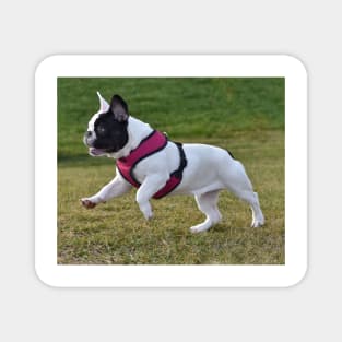 French bulldog Magnet