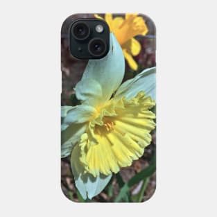 Daffodil  - Early Spring Blooms Phone Case