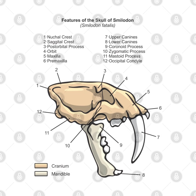 Smilodon Skull Diagram by taylorcustom