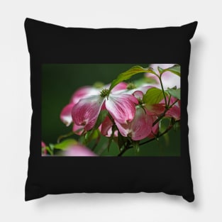 Dogwood Blossoms Pillow