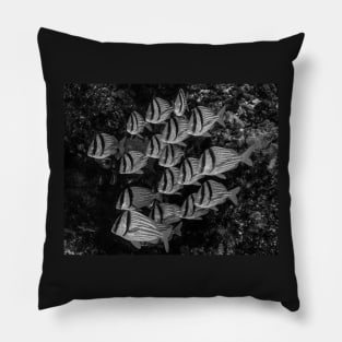 A School of Porkfish In Black and White Pillow