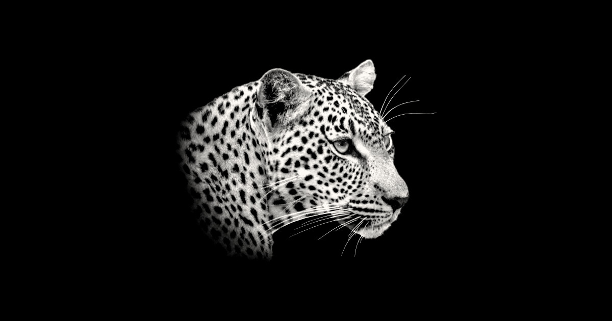 Leopard Close Up African Wildlife Leopard Sticker TeePublic
