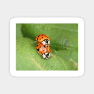 Harmonia axyridis - Asian ladybeetle - mating on a leaf Magnet