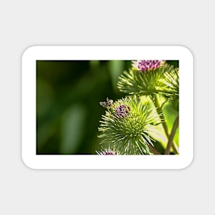 Thistle and Visitor Magnet