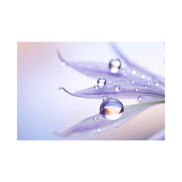 Water Drop Dewdrop Nature Serene Calm by Cubebox