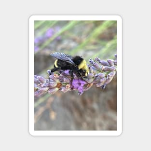 Bumble Bee on Lavender Flower Magnet