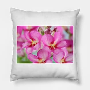 Antirrhinum  &#39;Antirinca Rose&#39;  Snapdragon Pillow