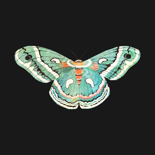 Blue Moth by Lidiebug