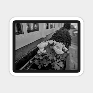 City centre window boxes Magnet