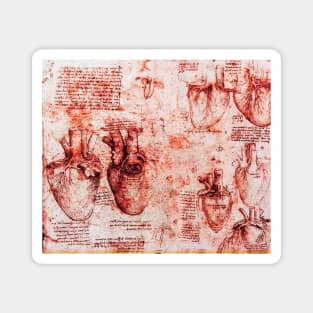 Heart And Its Blood Vessels. Leonardo Da Vinci Anatomy Drawings in Red Magnet