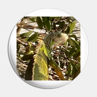 Alert Green Iguana Climbing a Tree Pin