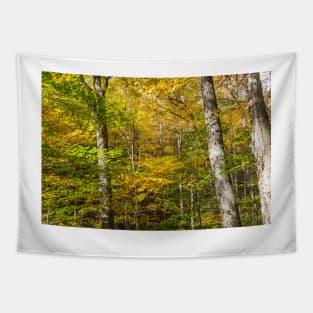 Golden and green hues of birch forest in a New England fall Tapestry