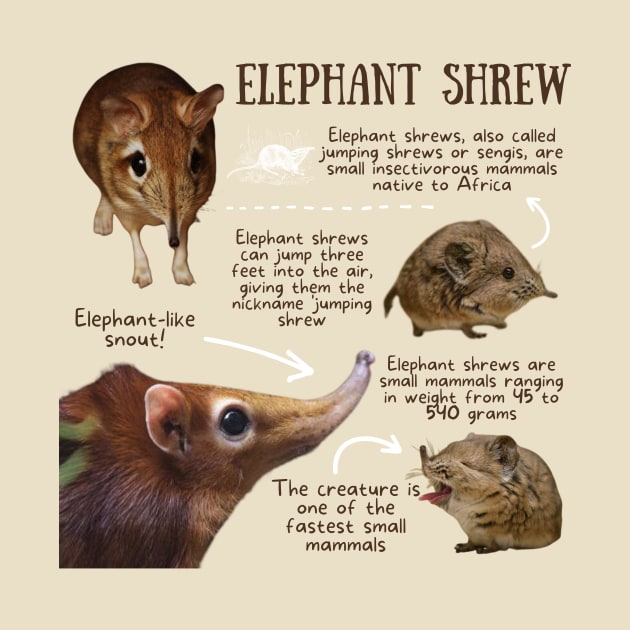 Animal Facts - Elephant Shrew by Animal Facts and Trivias