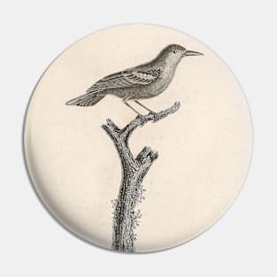 The Leucopteran Warbler Pin