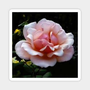 Pale Pink Rose Flower Close-up Magnet