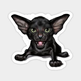 Cat-a-clysm Oriental shorthair kitten Magnet