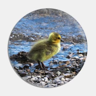 Gosling Walking Along The Water Pin