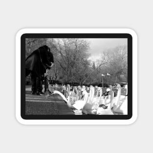 Swans eagerly waiting for their feed Magnet