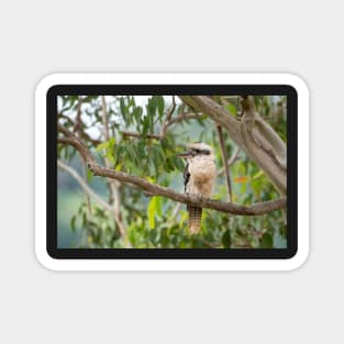 Kookaburra: Iconic Aussie Wildlife Magnet