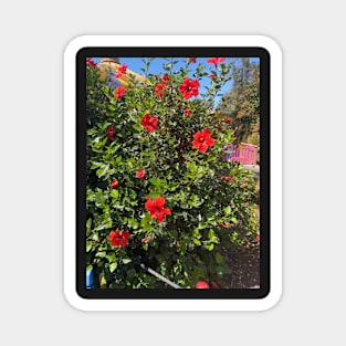 Red Flowers Magnet