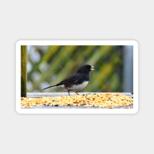 Hungry Dark-eyed Junco Magnet