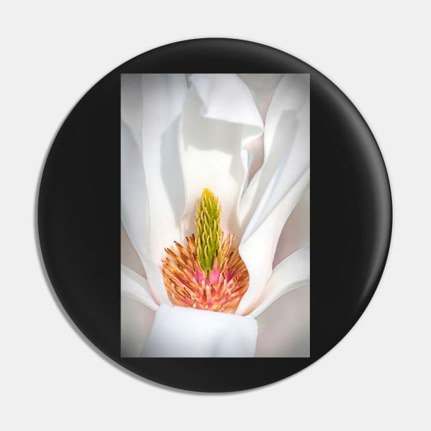 Close-up of a Magnolia Flower Pin by TonyNorth