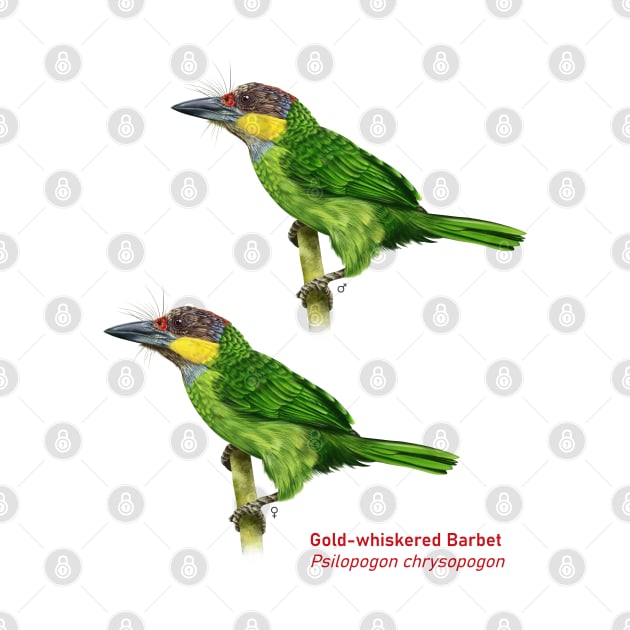 Gold-whiskered Barbet | Psilopogon chrysopogon ⚥ by bona 