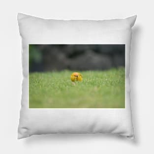 Saffron Finch in hawaii Pillow