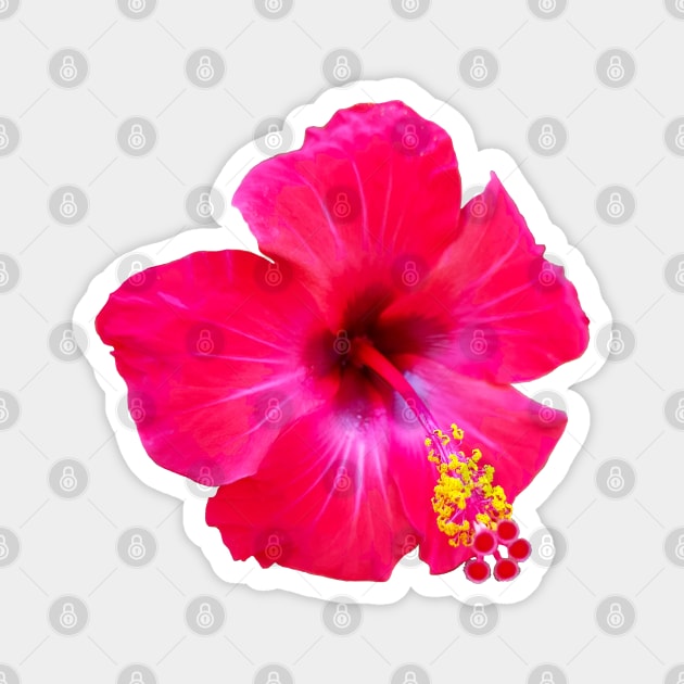 Red Hibiscus Floral Photo Beach Vibe Magnet by ellenhenryart