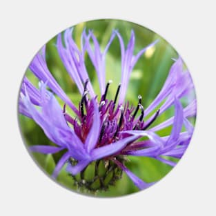 Cornflower Pin