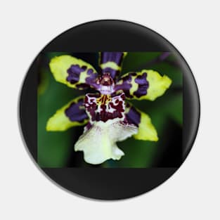 Zygopetalum Orchid Pin