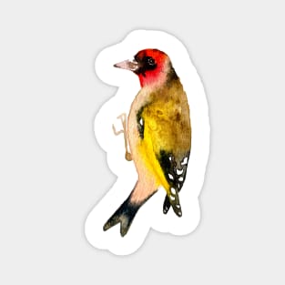 Goldfinch Magnet