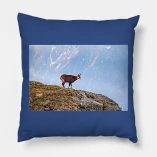 Mountain Chamois in High Tatras National Park Pillow