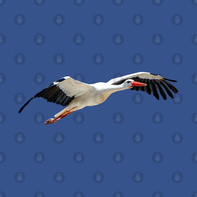 Stork in flight by dalyndigaital2@gmail.com