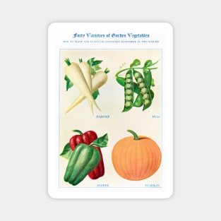 Garden Vegetable watercolor illustration (1915) Magnet