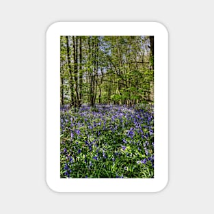 Bluebells Everdon Stubbs Wood Magnet