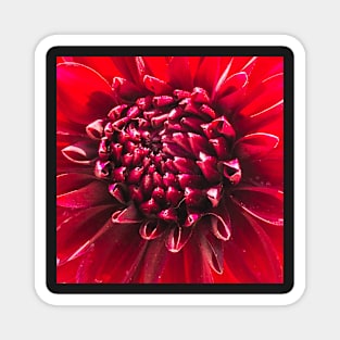 Red Dahlia Magnet